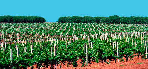 Таманский виноград